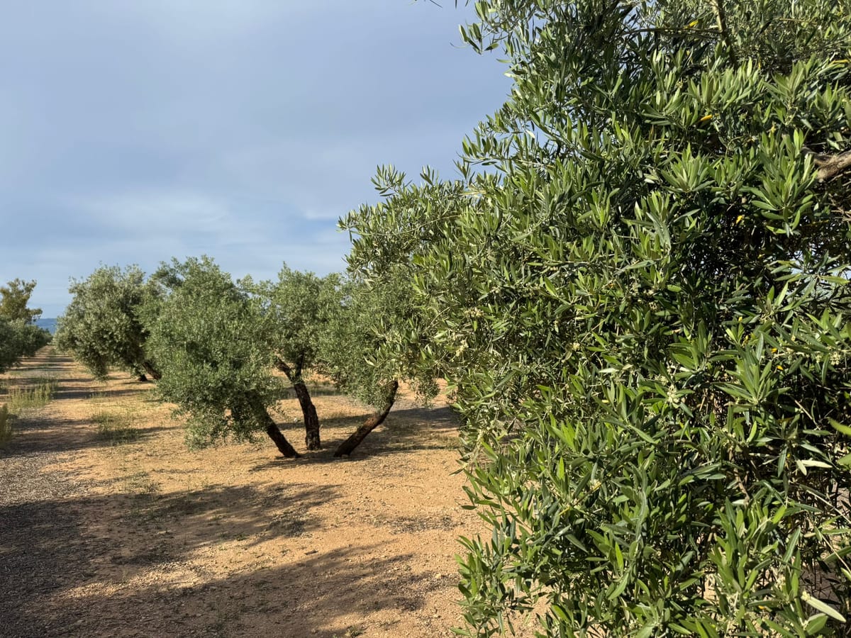 Bruselas propone facilitar los pagos a los agricultores y controles ambientales simplificados