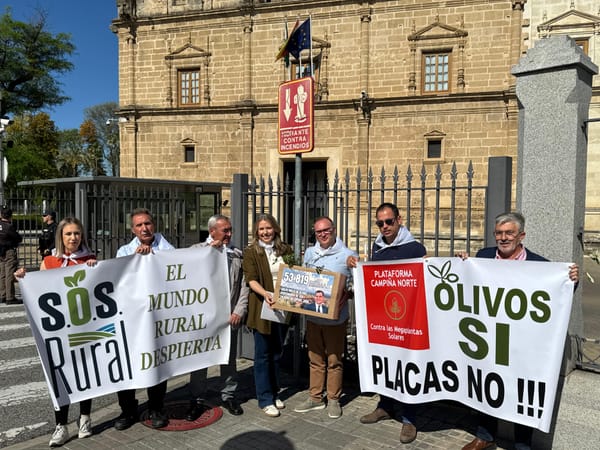 SOS Rural y Campiña Norte exigen a la Junta el fin de la tala de olivos centenarios y una ley  de protección del suelo agrícola